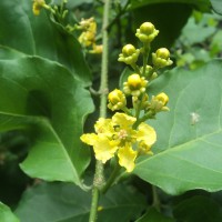 Bunchosia armeniaca (Cav.) DC.